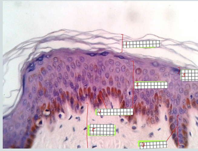 <p>specimen<br>label</p>