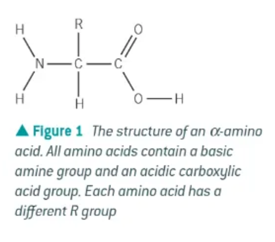 <p>the amine group is attached to the second carbon atom → next to the carboxyl group</p><p></p>