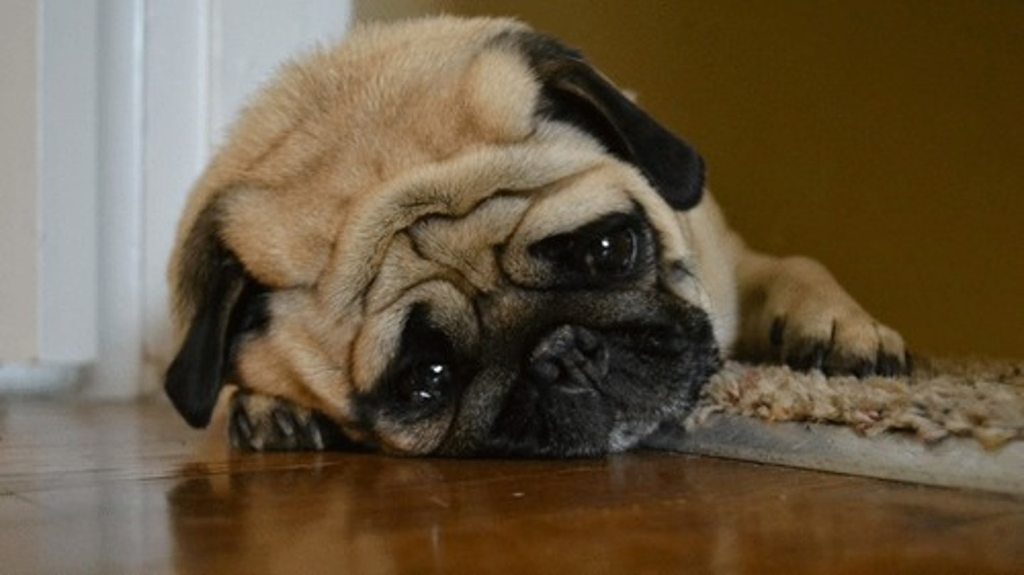 <p>Attempt to lift his head</p>