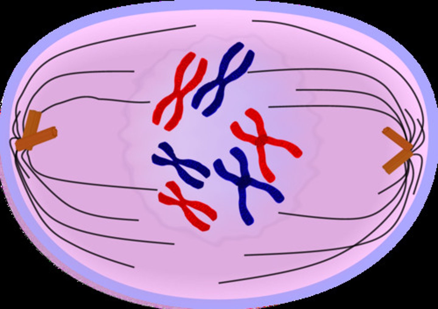 <p>- nuclear envelope fragments<br>- microtubules enter nuclear area and some attach to kinetochores (center)</p>