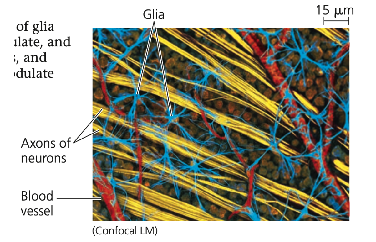 Glia
 ➔  Various types of glia help nourish, insulate, and replenish neurons
➔ Can also ______ neuron function