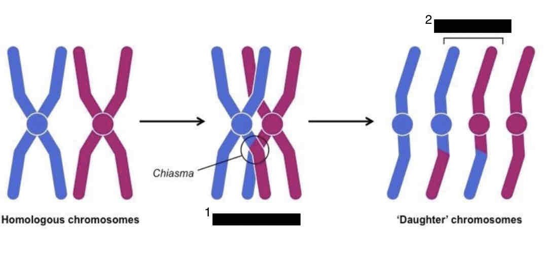 <p>indentify which one describes mitosis, and which one describes meiosis.</p>