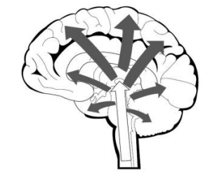 <p>Vertrekt vanuit reticulaire formatie in hersenstam</p><p>→ Thalamus</p><p>→ Limbisch systeem</p><p>→ Cerebrale cortex</p><p>= Reticulo-thalamo-limbisch-corticaal circuit</p><ul><li><p>functie: overdag wakker, alert</p></li><li><p>contusio cerebri: ARAS ontregeld, uitgeschakeld → coma</p></li></ul><p></p>