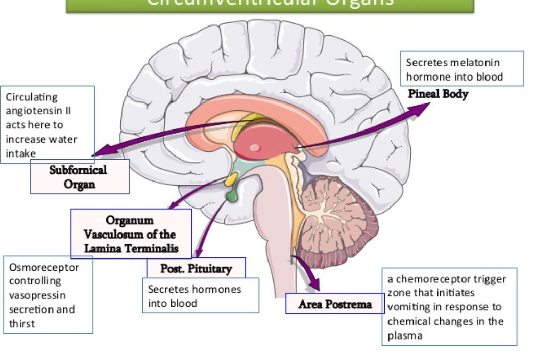 <ol><li><p>pineal body </p></li><li><p>neurohypophysis (posterior pituitary)</p></li><li><p>area postrema </p></li></ol><p>BBB is weak in these areas for receiving melatonin and other neurotransmitters more easily </p>