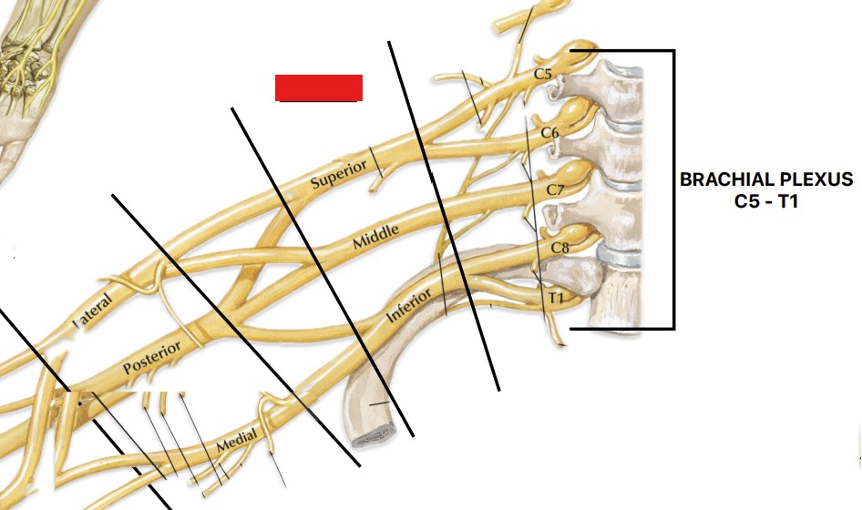 <p>Which part of the brachial plexus is:</p><ul><li><p>In between divisions and roots</p></li></ul><p></p>