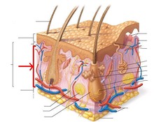 <p>identify the image</p>