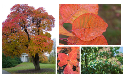 <p>-tree -leaves round -orange, yellow, pink leaves in fall</p>