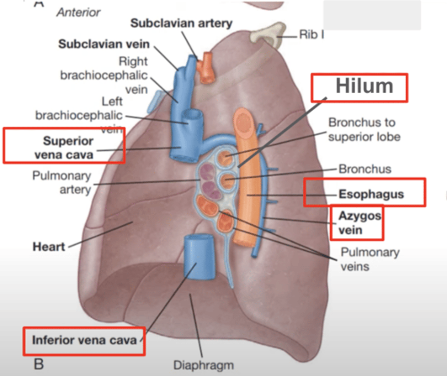 <p>Superior cava vein</p><p>Inferior cava vein</p><p>A little curved groove can be seen, corresponding to the arch</p><p>of the azygos vein</p><p>Esophageal impression</p><p>HILUM a hollow or narrow opening in an organ through which nerves, blood vessels, and tubes enter and leave:</p>