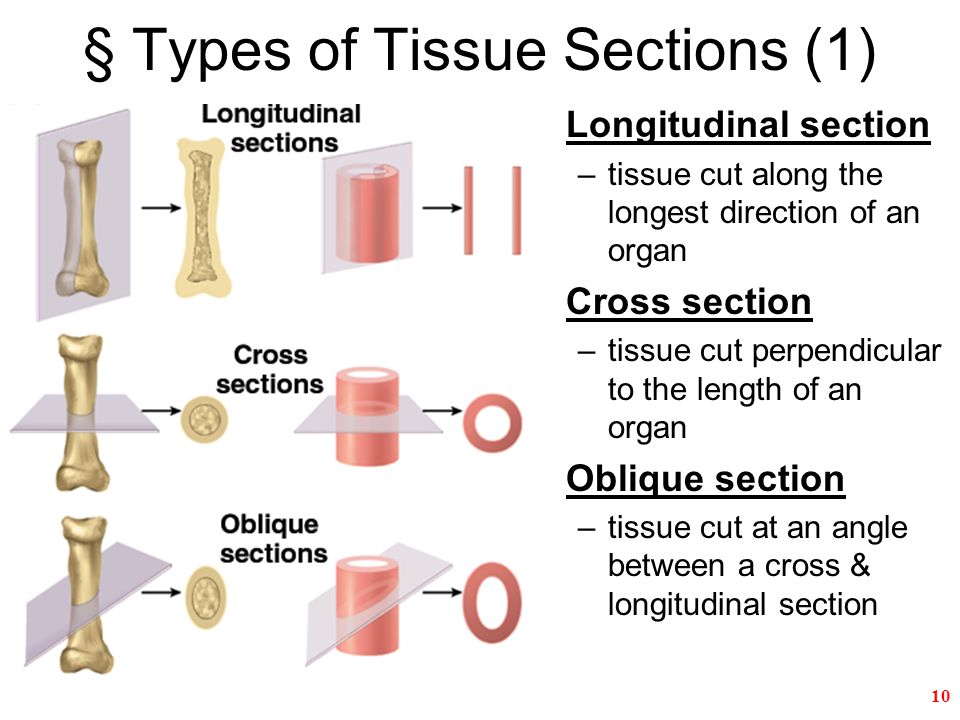 Longitudinal Section