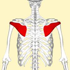 <p>origin: infraspinous fossa of scapula</p><p>insertion: greater tubercle of humerus</p>