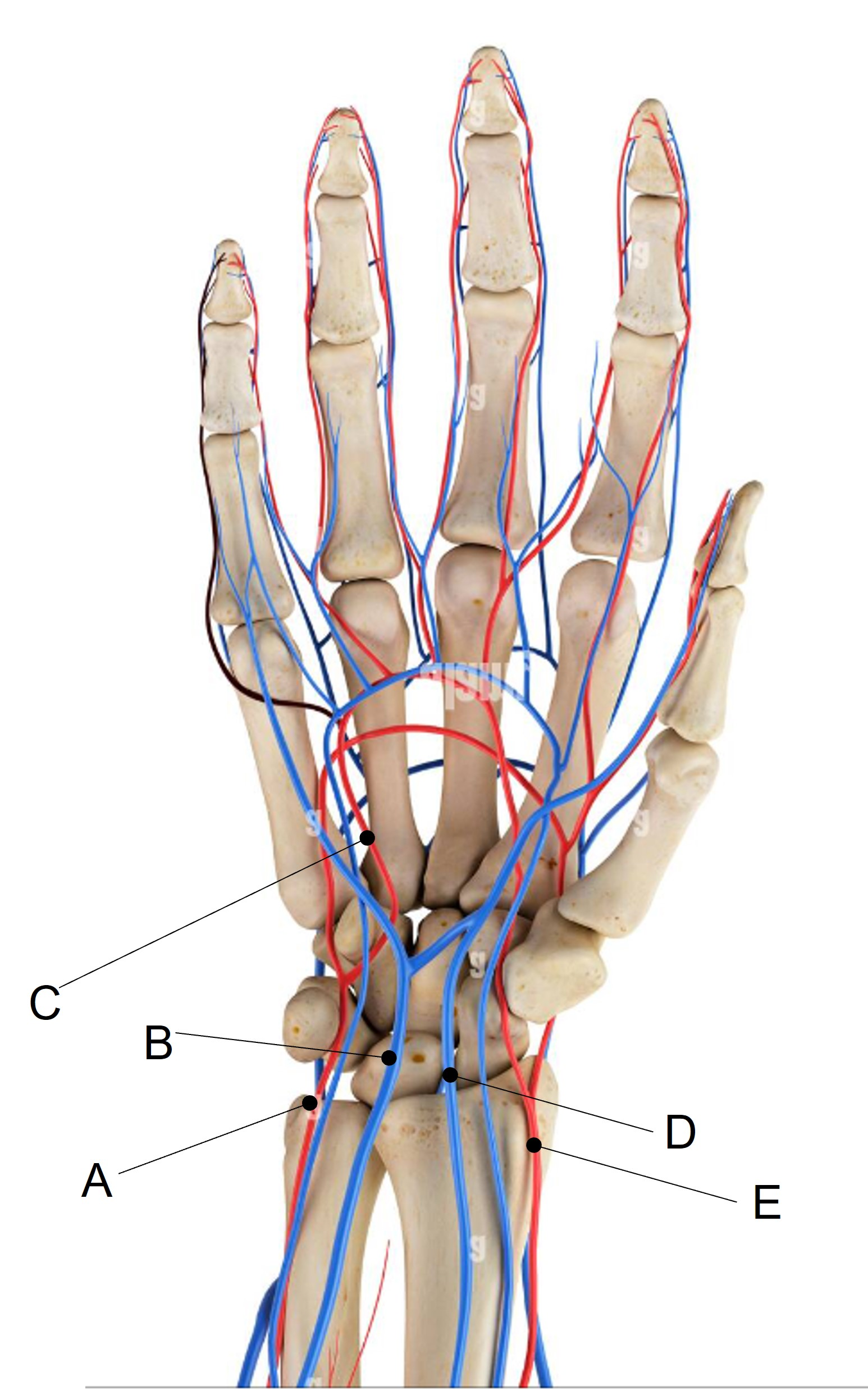<p>Match the appropriate term with the landmark or structure identified in the picture below. Answers are used once and there are incorrect choices.</p><p>What is E?</p><p>A) Deep palmar arch<br>B) Ulnar vein</p><p>C) Radial artery</p><p>D) Radial vein</p><p>E) Ulnar artery</p>