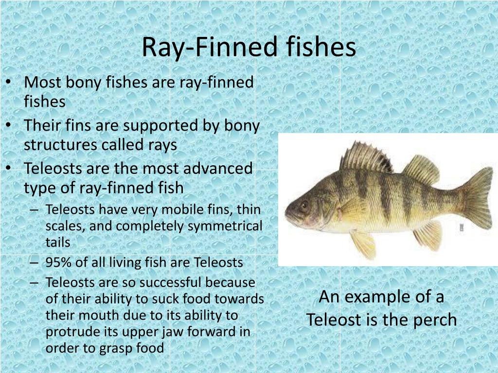 <p>Ray-Finned Fishes</p>