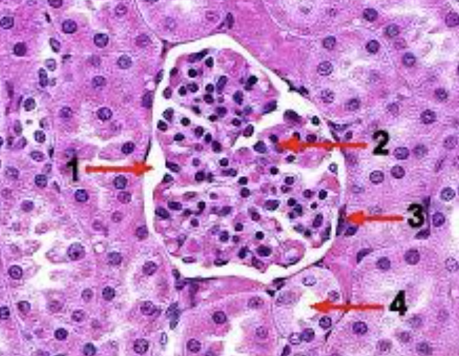 <p>An epithelial tissue that is composed of a single layer of epithelial cells</p>