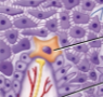 <p>Tactile cells</p>