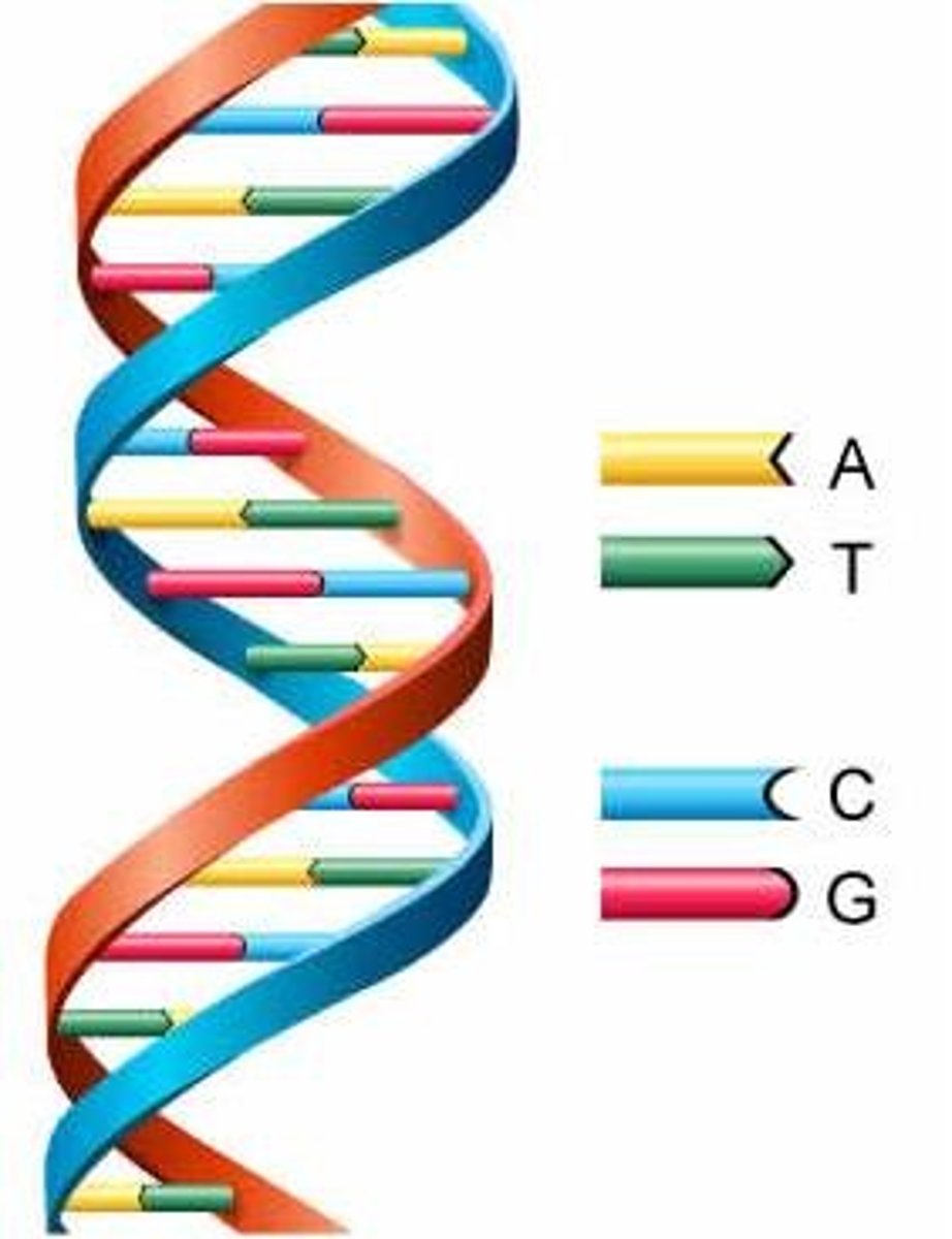 <p>-a double helix polymer made of four different nucleotides</p><p>-bases are A, T , C and G</p><p>- A links to T, C links to G</p><p>-nucleotide is made with a phosphate a sugar and one of the four bases</p><p>-order of the bases determines the order in which amino acids are assembled to produce a specific protein</p>