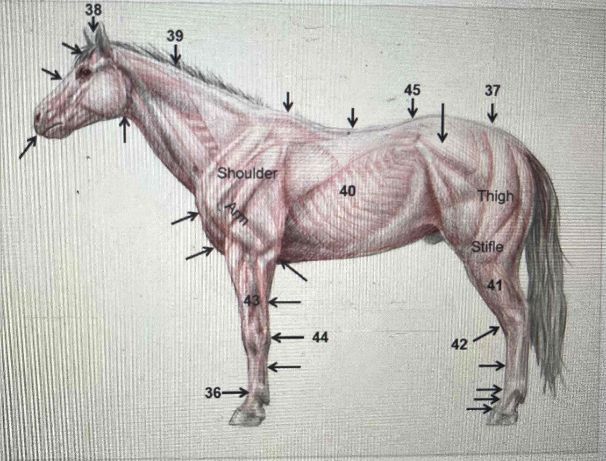 <p>43</p>