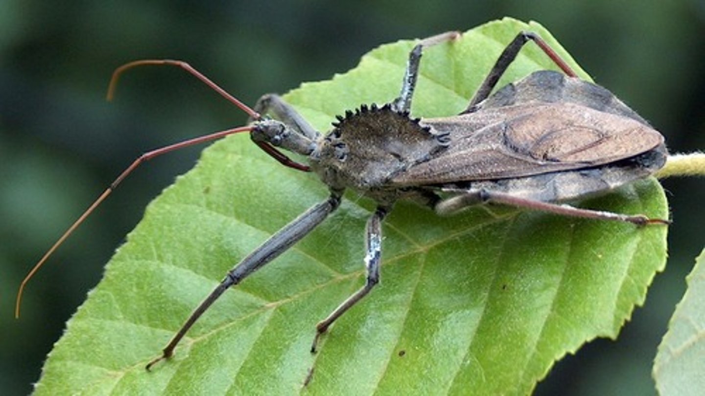 <p>-Raptorial forelegs</p><p>-Ambush predators/stalkers</p><p>-Fast acting toxin</p><p>-Some species "decorate" their backs</p><p>Short three-segmented beak used for stabbing prey. Beak folds into groove in prosternum. Head typically constricted behind the eyes, giving a neck-like appearance. Antennae long, thin, not clubbed.</p>