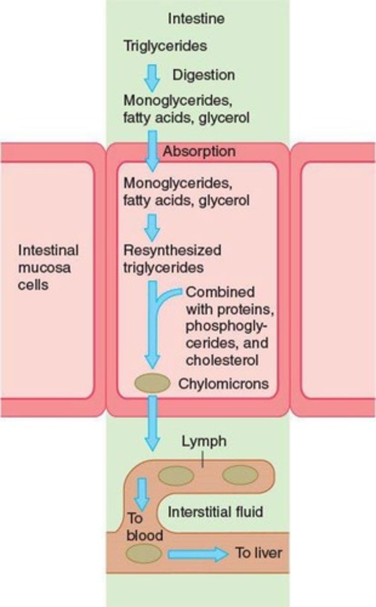 <p>Lipoprotein aggregates formed for lipid transport.</p>