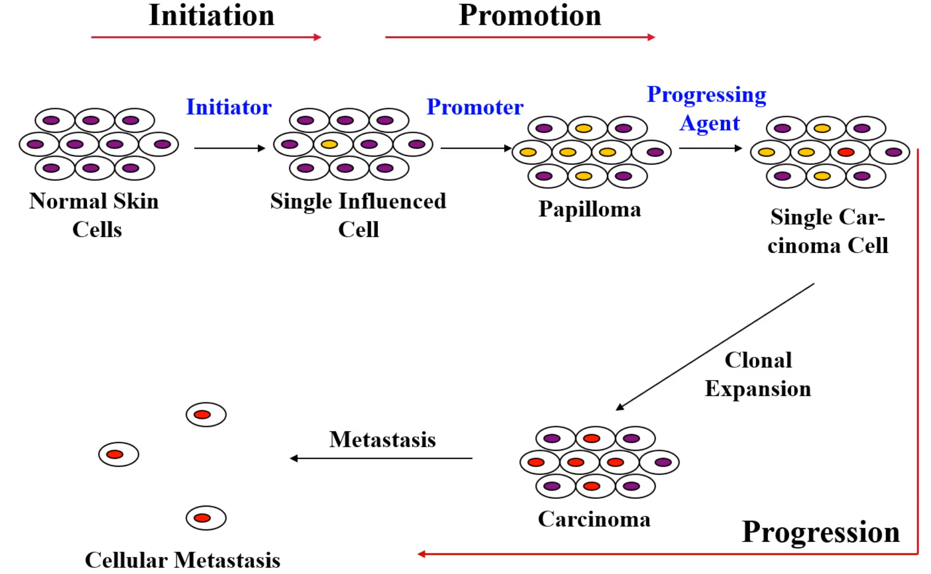 <p>what does this diagram show you?</p>