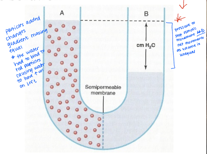 <p>The exact amount of pressure required to stop osmosis. There is no net movement but movement is still present</p><ul><li><p>In the “loop” filled with water without particles such as Na+ the water will be level reaching both points A and B. Once the red particles are added, water will move across the semipermeable membrane along the concentration gradient till equilibrium is reached. The loss of water on side B is the defining pressure needed stop osmostic movement and net movement.</p></li><li><p>The water had to bind to the particles causing water to have a higher volume on the left</p></li></ul><p></p>
