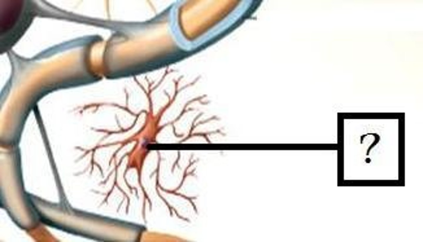 <p>macrophages that enter the nervous system throughout development</p>