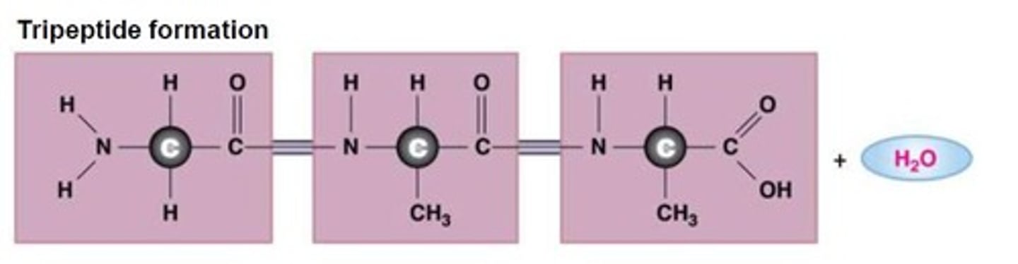 <p>3 or more amino acids linked together</p>