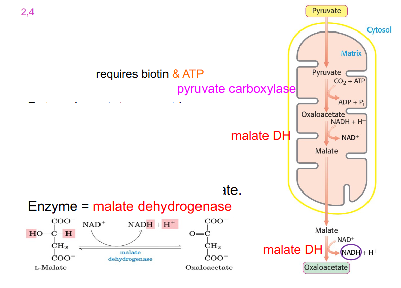 <p>Pyruvate converted to oxaloacetate in mitochondrial matrix</p>
