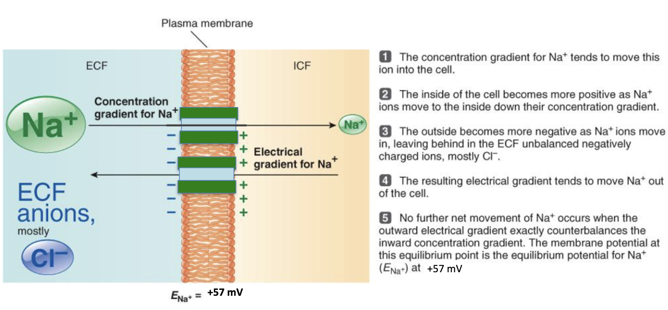 <ol><li><p>Conc. gradient pushes Na⁺ in</p></li><li><p>Inside becomes +, outside – (Cl⁻ left behind)</p></li><li><p>Electrical gradient pushes Na⁺ back out</p></li><li><p>At +57 mV, forces balance → no net Na⁺ movement</p></li></ol><p></p>