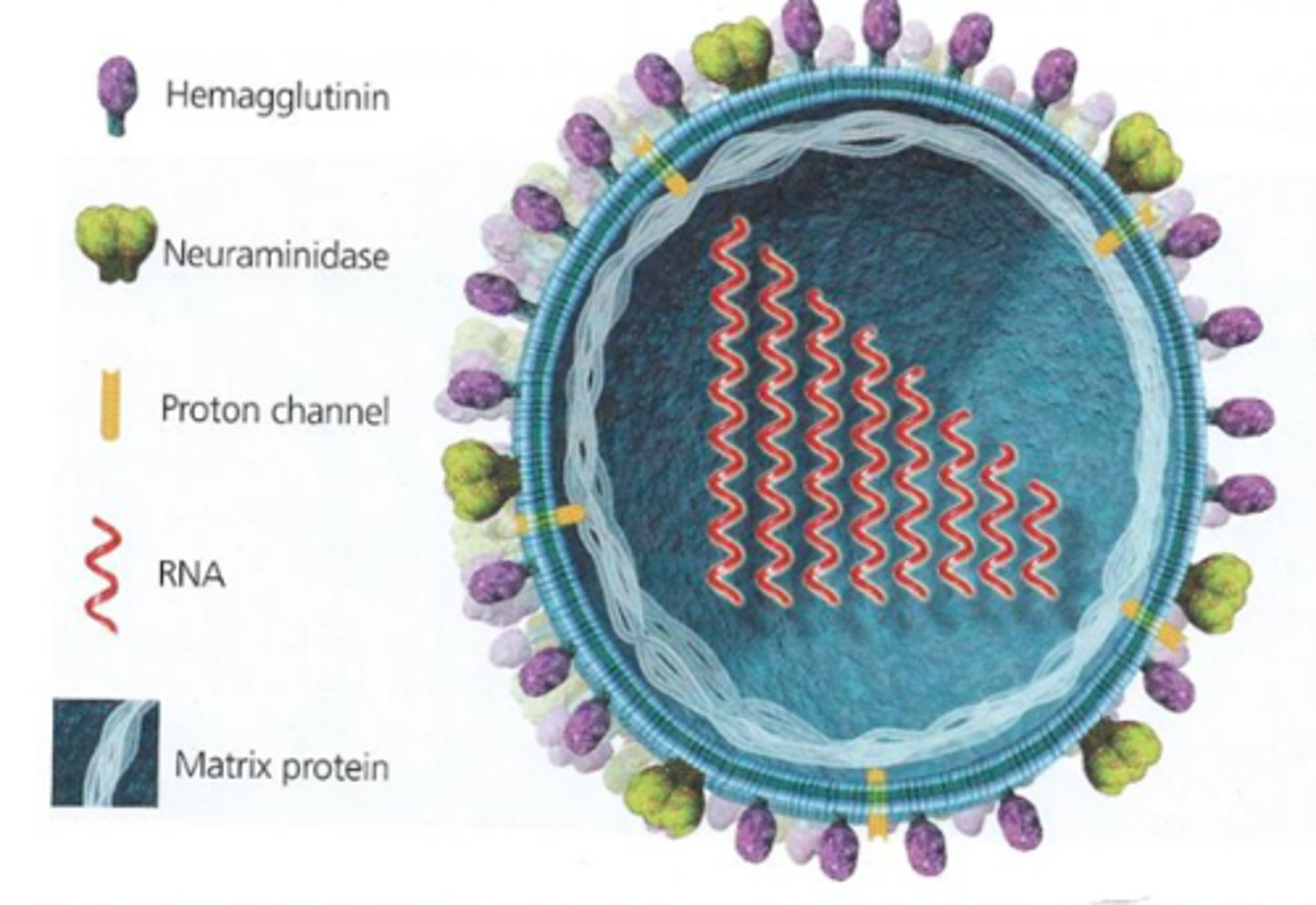 <p>protein embedded in the envelope used by influenza to enter a cell (this is the H of H1N1)</p>