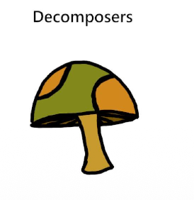<p>Decomposer</p>