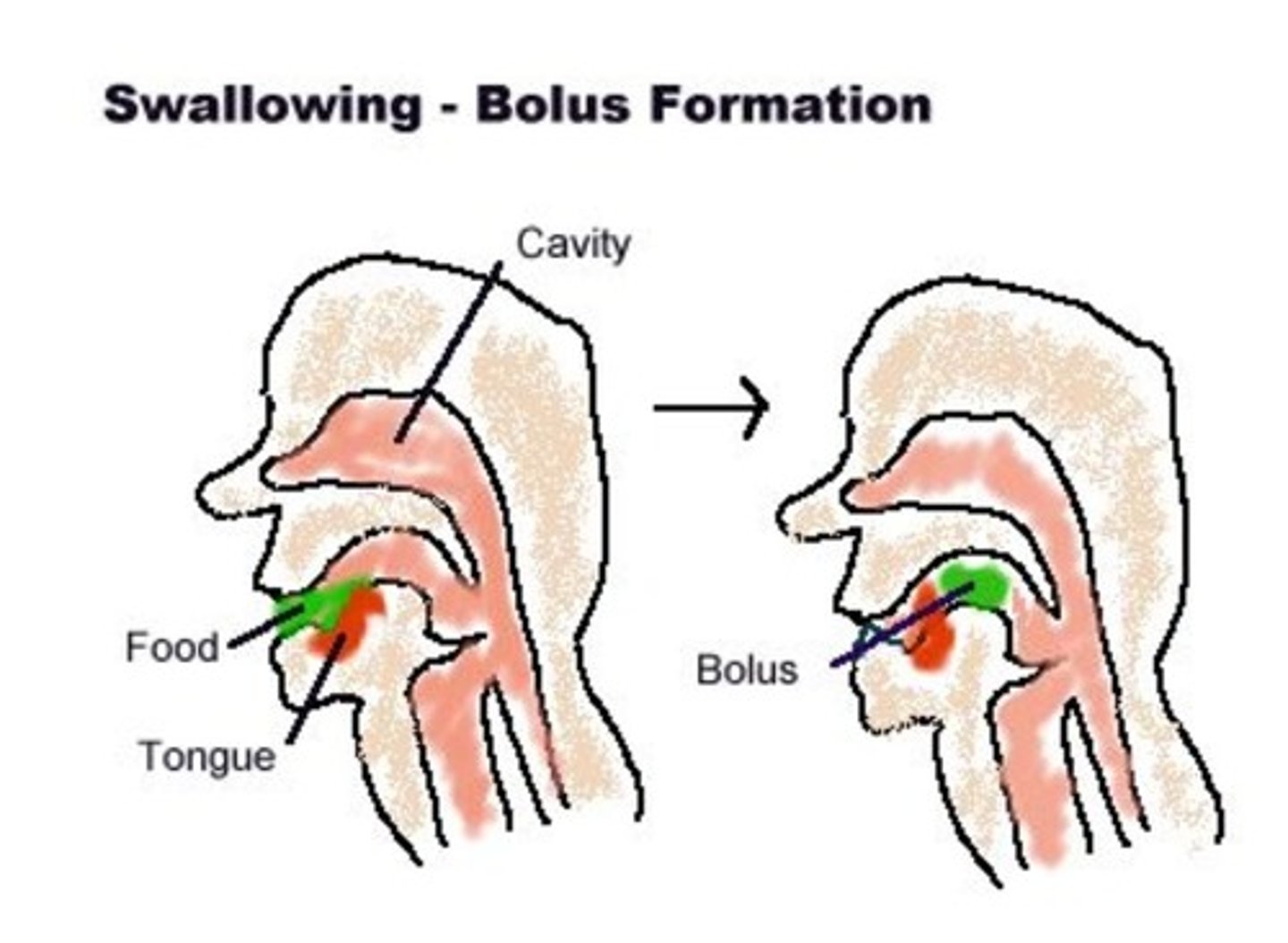 <p>-visual and olfactory stimulate salivary glands </p><p>-2 ADLs connected : feeding and eating</p><p>-food is masticated by the teeth/gums and manipulated by the lips, cheeks, and tongue to form a bolus for swallowing</p><p>-posterior portion of tongue forms tight seal w/ velum (prevents slippage of liquid/food into the pharynx)</p><p>-varying amounts of time needed to form bolus (depends on food texture)</p><p>**oral-prep phase</p>