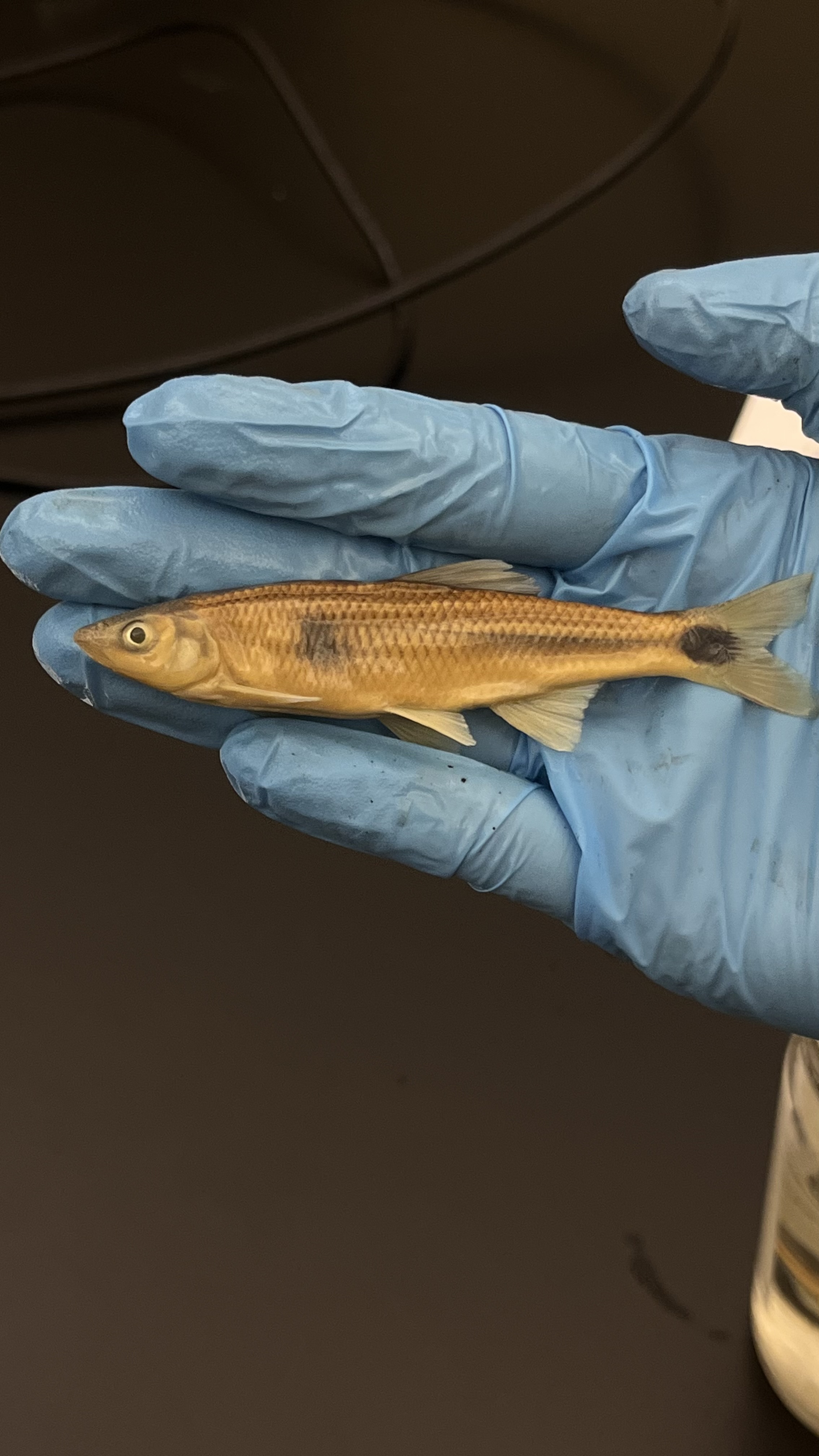 <p>Blacktail Shiner</p>