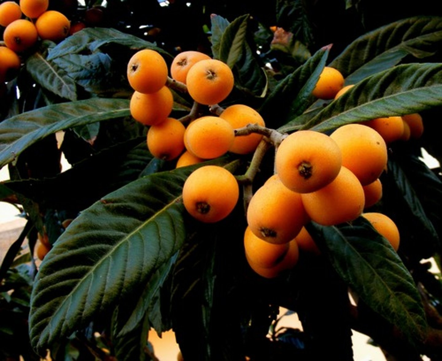 <p>loquat</p>