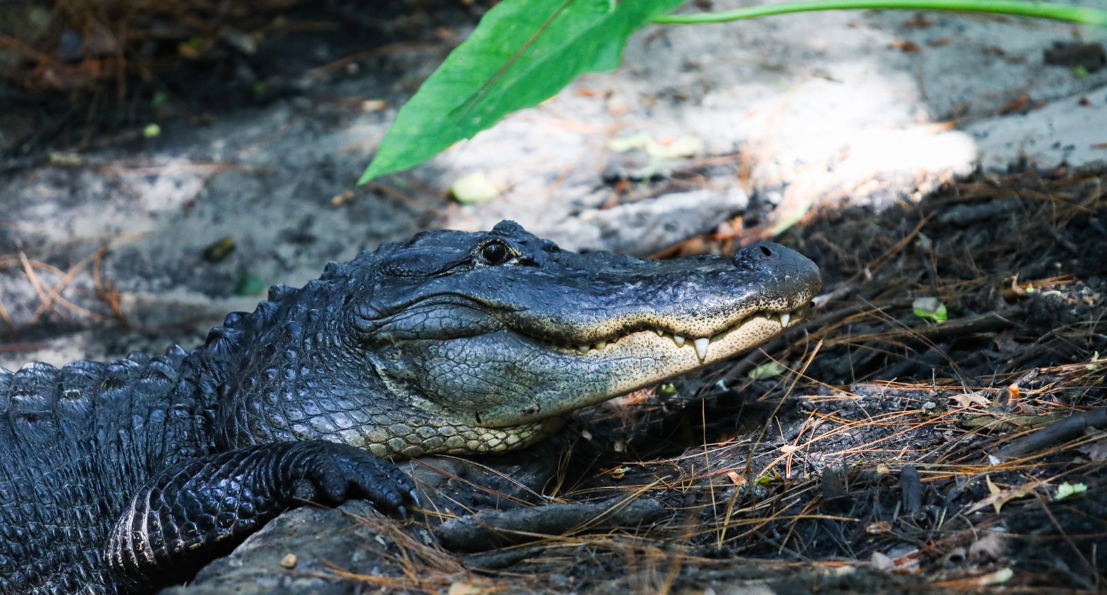 American alligator