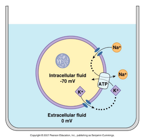 <ul><li><p>Den ostimulerade nervcellen har öppna jonkanaler för K+ och Na+ </p></li><li><p>Na+ diffunderar in med sin konc. gradient och laddningsgradient </p></li><li><p>K+ diffunderar ut med sin konc. gradient </p></li><li><p>Na+/K+ pumpen bidrar till att upprätthålla underskott av positivt laddade partiklar på insidan av cellmembranet (ut = 3 Na+ och in = 2 K+) Kostar ATP</p></li></ul>