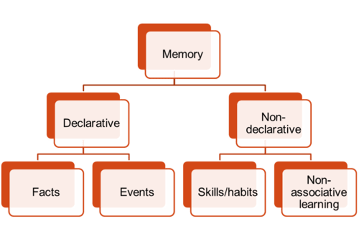 <p>(declarative memories) memory or facts and experiences that one can consciously know and "declare"</p>