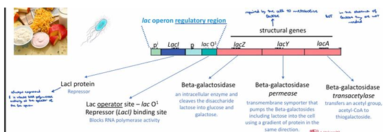 <p>The lac operon consists of three structural genes (lacZ, lacY, and lacA) regulated by a promoter and operator. It is involved in the metabolism of lactose in bacteria. It has a regulatory protein (lacI) that encodes the repressor protein. The lac operator site is where lacI binds to inhibit transcription of the structural genes when lactose is absent. </p>
