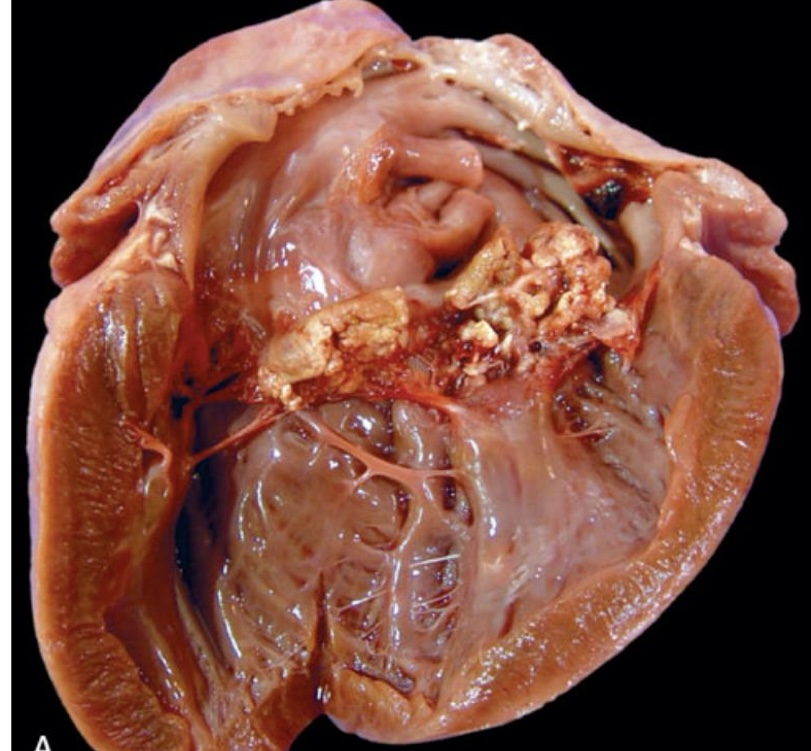 <p>what is this?</p>