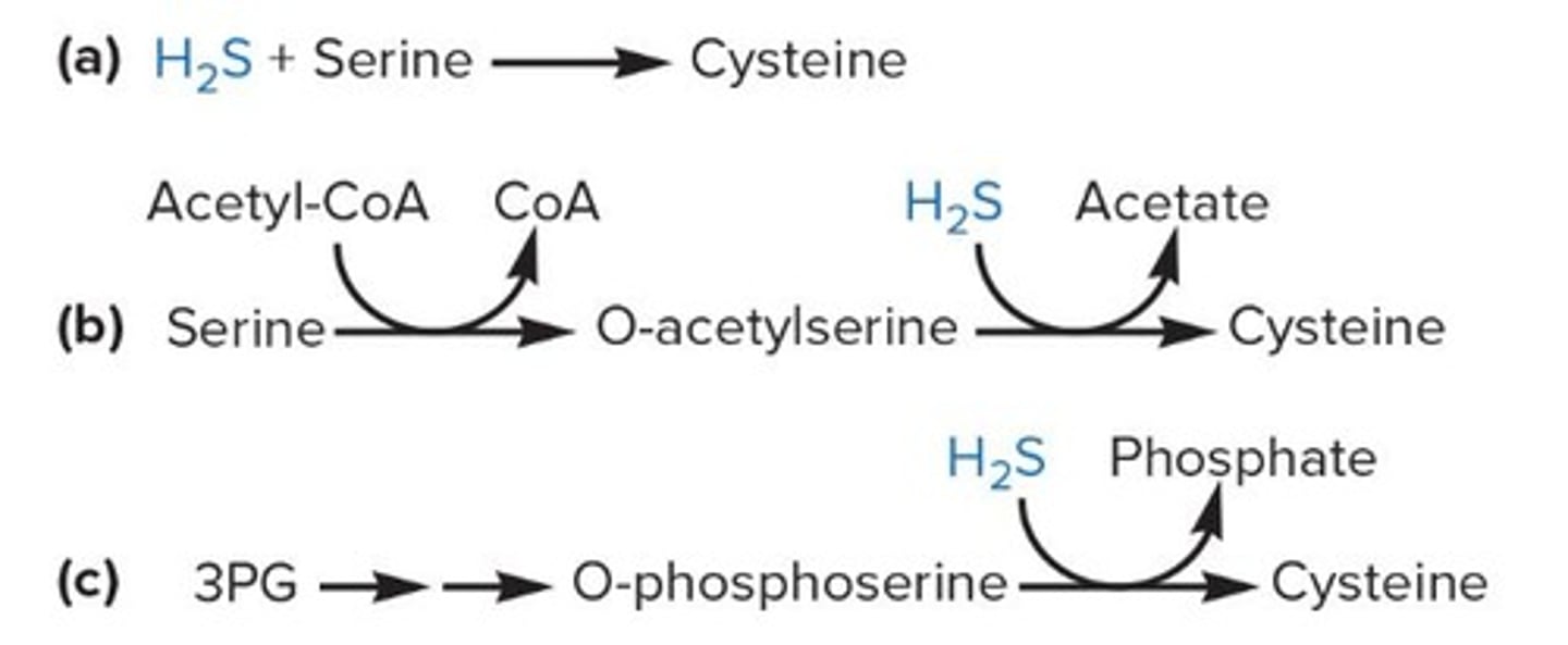 <p>The synthesis of aromatic amino acids like tryptophan, phenylalanine, and tyrosine.</p>
