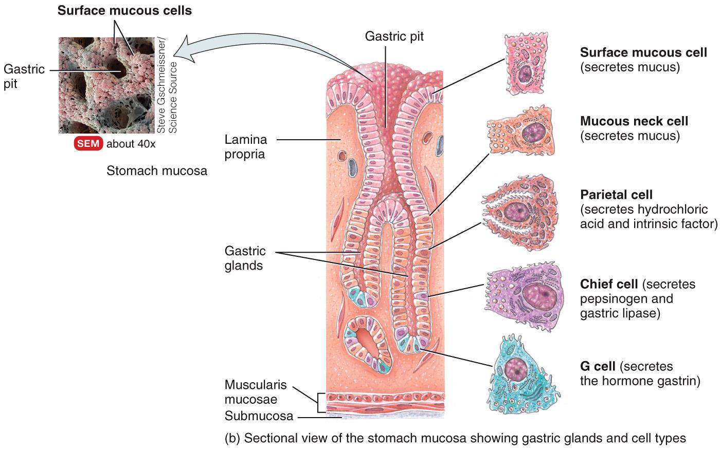 <p>GASTRIC GLANDS AND CELLS IN THE STOMACH </p>