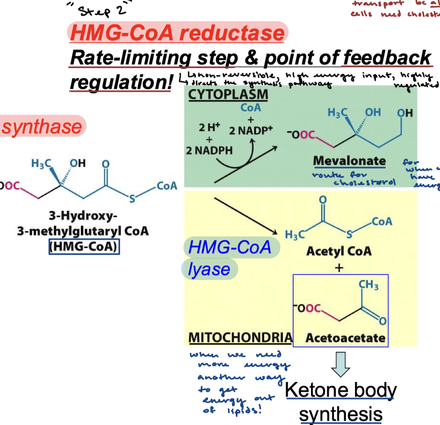 <p>Two options:</p><ol><li><p>HMG-CoA is reduced by 2 NADPH and 2 H+ to produce mevalonate in the CYTOPLASM by HMG-CoA reductase. </p></li><li><p>HMG-CoA is separated by HMG-CoA lyase into Acetyl CoA and Acetoacetate in the MITOCHONDRIA. </p></li></ol><p></p>