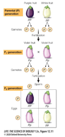 <p>What is the mode of inheritance of the fruit?</p>