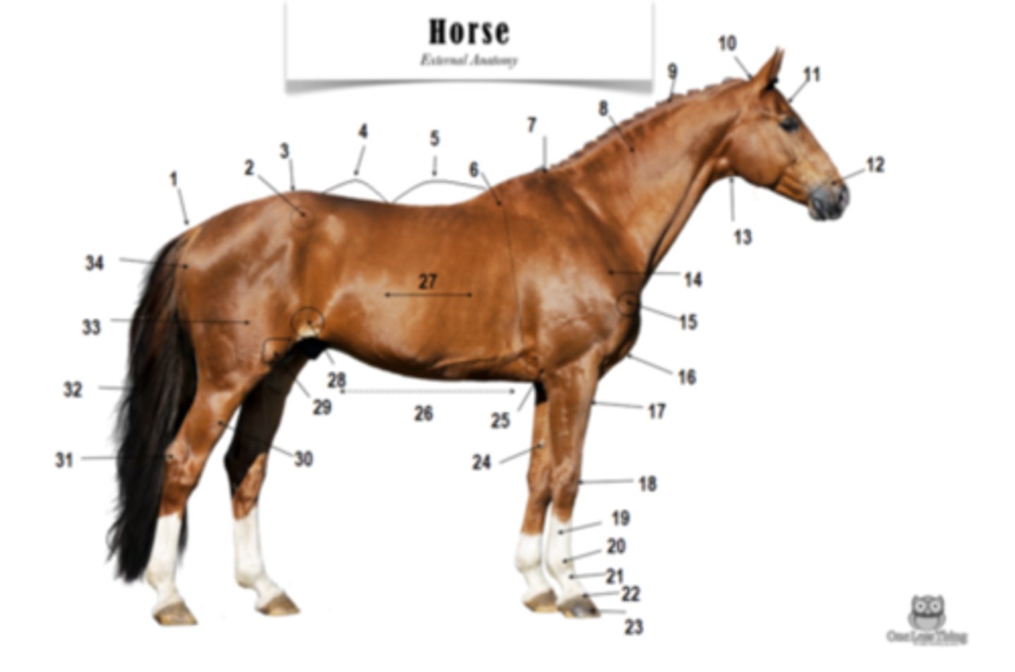 <p>what is the tailhead?</p>