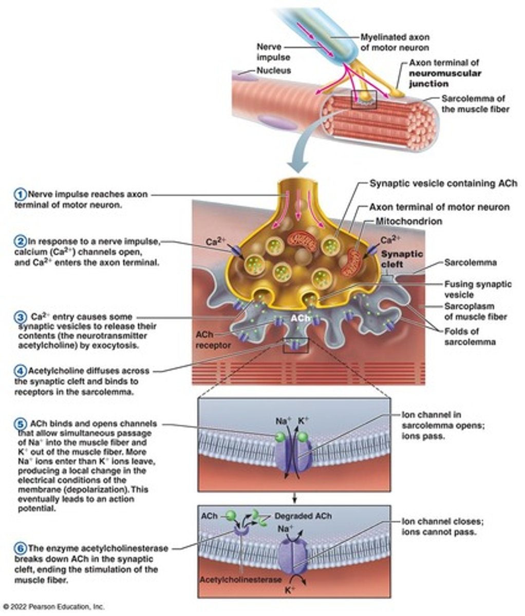 <p>Synapse between motor neuron and muscle fiber.</p>