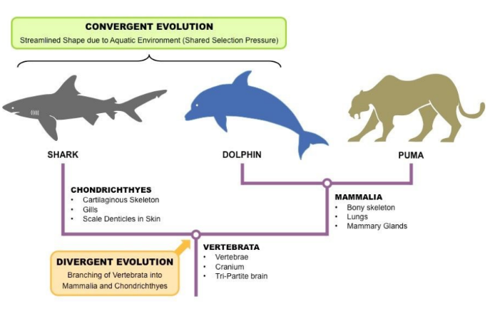 <p>Where similar niches and selection pressures exist, species without a recent common ancestry may evolve to have similar physical characteristics, to suit the similar environment.</p>