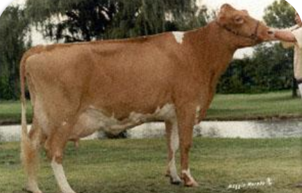 <p>Origin: Island of Guernsey</p><p>A shade of fawn with white markings <br>Capable of producing milk with high fat and protein content <br>Golden Guernsey milk has a yellow tint from beta-carotene </p>