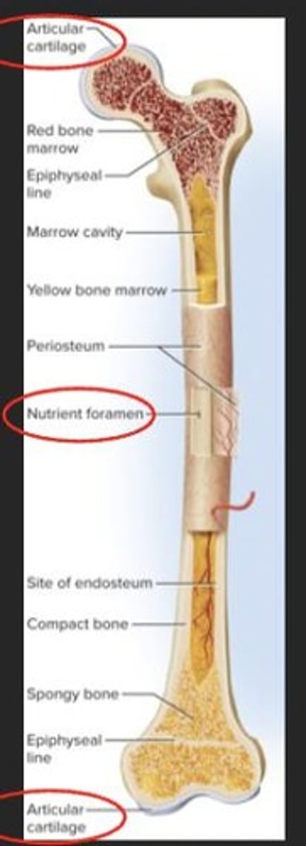 <p>Hyaline cartilage covering bone ends at joints.</p>