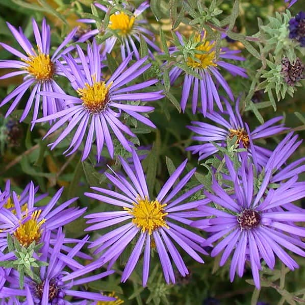Aromatic Aster