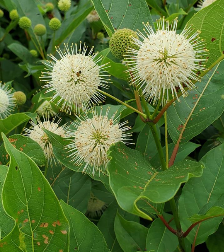 <p>This species is not good for waterfowl because it often shades out beneficial plants</p><p>True or False</p>