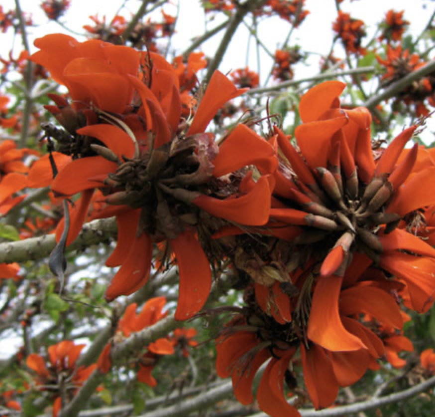 <p>coral tree</p><p>3 leaf clusters but they are all 3 septet leaves, distinct flour it is on SDCC campus green bean pods </p>